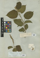 Filed as Croton sylvaticus Hochst. & Krauss [family EUPHORBIACEAE]