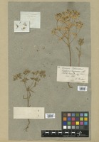 Filed as Euphorbia taurinensis All. [family EUPHORBIACEAE]