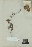 Filed as Dalechampia capensis A. Spreng. [family EUPHORBIACEAE]