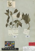 Holotype of Acalypha brasiliensis Müll. Arg. var. mollis Müll. Arg. [family EUPHORBIACEAE]