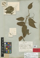 Syntype of Acalypha cuspidata Jacq. var. amblyodonta Müll. Arg. [family EUPHORBIACEAE]