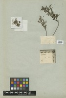 Filed as Phyllanthus nummulariifolius Poir. [family EUPHORBIACEAE]