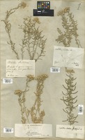 Filed as Achillea santolina L. [family COMPOSITAE]