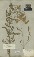 Filed as Achillea aspleniifolia Vent. [family COMPOSITAE]