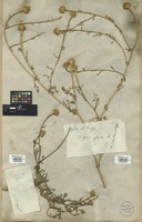 Filed as Anacyclus valentinus L. [family COMPOSITAE]