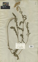 Filed as Achillea aspleniifolia Vent. [family COMPOSITAE]