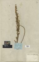 Filed as Artemisia chamaemelifolia Vill. [family COMPOSITAE]