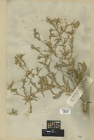Filed as Asteriscus graveolens (Forssk.) Less. [family COMPOSITAE]