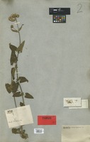 Syntype of Conoclinium betoniciforme DC. [family COMPOSITAE]