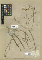 Filed as Linum narbonense L. [family LINACEAE]