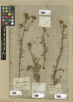 Filed as Ruta montana (L.) L. [family RUTACEAE]
