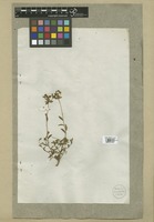 Filed as Euphorbia spinosa L. [family EUPHORBIACEAE]