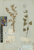 Filed as Adenocline acuta (Thunb.) Baill. [family EUPHORBIACEAE]