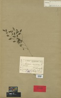 Holotype of Peperomia tenuissima C. DC. [family PIPERACEAE]
