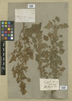 Filed as Acalypha indica L. [family EUPHORBIACEAE]