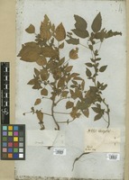 Filed as Acalypha poiretii Spreng. [family EUPHORBIACEAE]