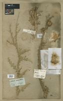 Filed as Carduus nigrescens Vill. [family ASTERACEAE]