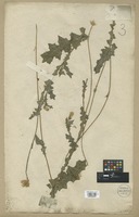 Filed as Carduus argentatus L. [family COMPOSITAE]
