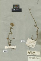 Filed as Achillea ochroleuca Ehrh. [family COMPOSITAE]