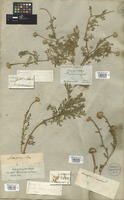 Filed as Anacyclus valentinus L. [family COMPOSITAE]