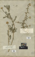 Filed as Anacyclus valentinus L. [family COMPOSITAE]
