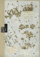 Filed as Bellis annua L. [family COMPOSITAE]