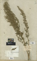 Filed as Artemisia afra Willd. [family COMPOSITAE]