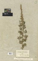 Filed as Artemisia anethifolia Stechm. [family COMPOSITAE]