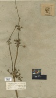 Filed as Limnophyton obtusifolium (L.) Miq. [family ALISMATACEAE]