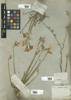 Filed as Linum narbonense L. [family LINACEAE]