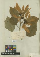 Filed as Euphorbia pulcherrima Klotzsch [family EUPHORBIACEAE]