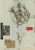 Holotype of Euphorbia heterophylla L. var. minor Boiss. [family EUPHORBIACEAE]