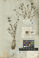 Filed as Euphorbia spinosa L. var. inermis Boiss. [family EUPHORBIACEAE]