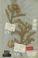 Filed as Carduus chrysacanthus Ten. [family COMPOSITAE]