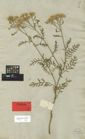 Holotype of Achillea banatica DC. [family COMPOSITAE]