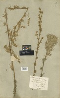 Filed as Artemisia sericea Stechm. [family COMPOSITAE]