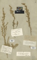 Filed as Artemisia sericea Stechm. [family COMPOSITAE]