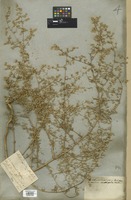 Filed as Artemisia anethifolia Stechm. [family COMPOSITAE]