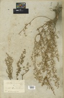 Filed as Artemisia anethifolia Stechm. [family COMPOSITAE]