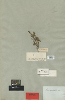 Type of Erica spectabilis Benth. [family ERICACEAE]