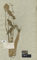 Filed as Limnophyton obtusifolium (L.) Miq. [family ALISMATACEAE]