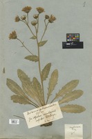 Filed as Hieracium amplexicaule L. var. pulmonarioides (Vill.) DC. [family COMPOSITAE]