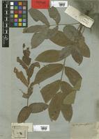 Sapindus fraxinifolius DC. [family SAPINDACEAE]