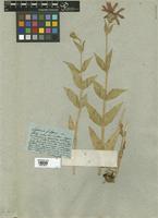 Filed as Lychnis fulgens Fisch. [family CARYOPHYLLACEAE]