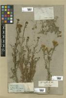 Filed as Ruta montana (L.) L. [family RUTACEAE]