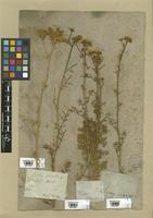 Filed as Ruta montana (L.) L. [family RUTACEAE]