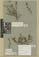Filed as Euphorbia thymifolia L. [family EUPHORBIACEAE]
