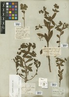 Filed as Euphorbia arguta Banks & Sol. [family EUPHORBIACEAE]