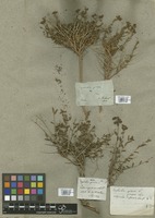 Filed as Euphorbia spinosa L. [family EUPHORBIACEAE]