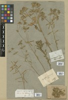 Filed as Euphorbia taurinensis All. [family EUPHORBIACEAE]